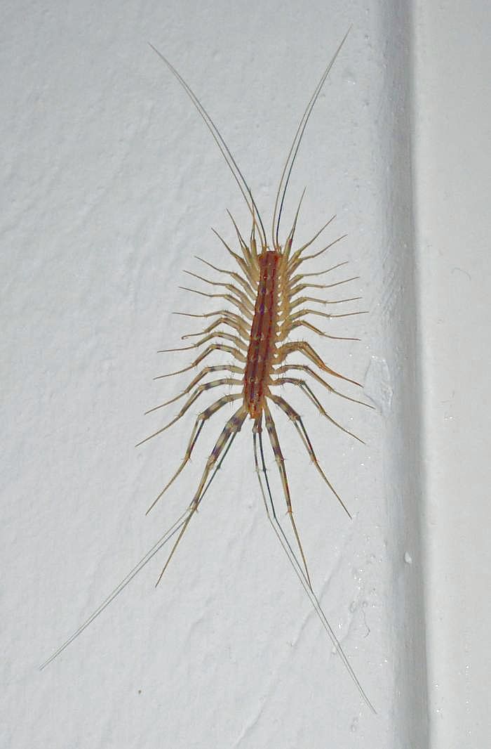 Spinnenläufer – Wikipedia